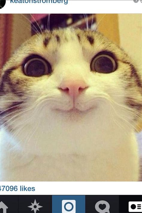 Aint He Cute 😍 Funny Cat Faces Memes Funny Faces Funny Cute Cats