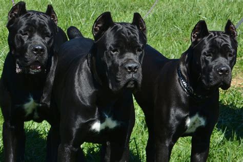 Health Nutrition For Cane Corso Dog Cane Corso Dog