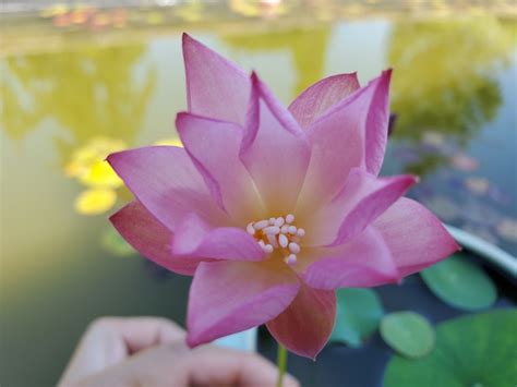 Lotus Are Blooming Bergen Water Gardens Lotus Paradise