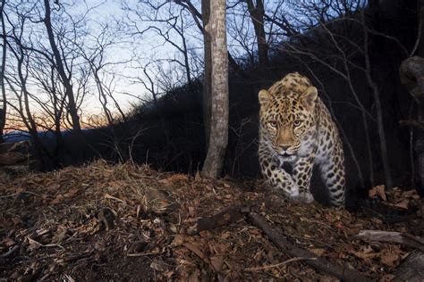 Study Finds 84 Highly Endangered Amur Leopard Eurekalert