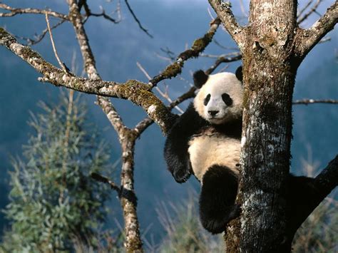 Encyclopedia Of Animal Facts And Pictures Panda Endangered Animals