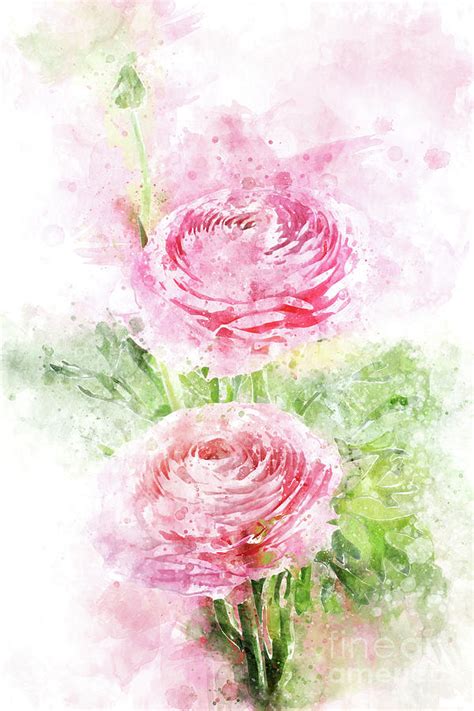 Pink Ranunculus Watercolor Digital Art By Ann Garrett Fine Art America