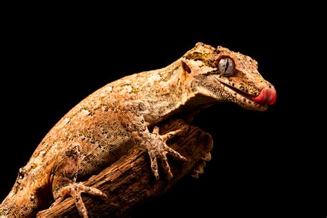 What Fruits Can Gargoyle Geckos Eat The Reptile Room