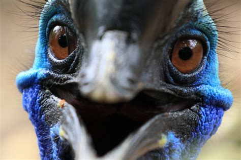 The Cassowary The Rainforests Most Dangerous Bird With Claws Of Steel