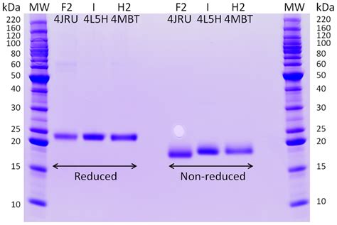 Sds Page Of Purified Proteins Under Reducing And Non Reducing