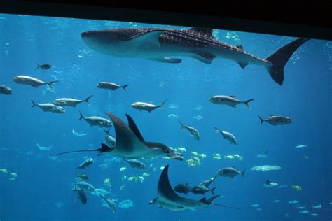 Georgia Aquarium Ocean Voyager And The Whale Sharks