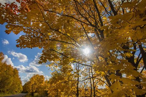 Beautiful Autumn Trees On A Sunny Day Stock Photo Image Of Scenery