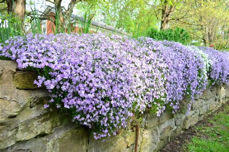 White And Purple Creeping Phlox Cascading Over An Old