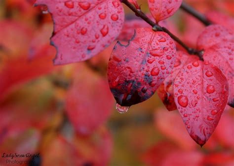 3 Red Fall Leaves And A Raindrop By Ladysnowangel Red Fall Autumn