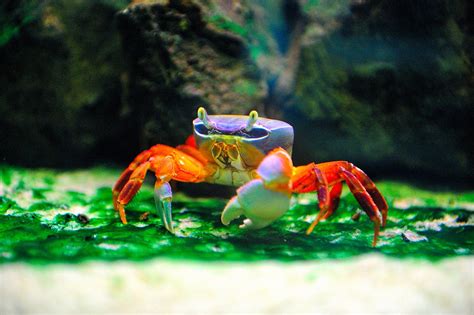 Rainbow Crab Native Of South Africa Momentsintimephoto Flickr