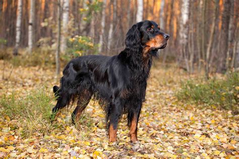 Best Gordon Setter High Protein Dog Food Spot And Tango