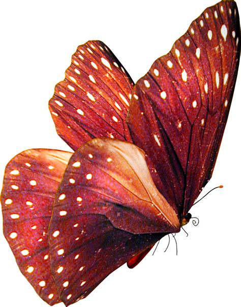 Butterfly Stock By Violettalestrange On Deviantart