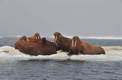 Tracking Pacific Walrus Impacts Of Early Life Stress And Plant Traits