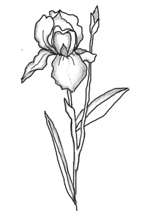 Line Drawing Of Iris Flower Gallery For Iris Flower Outline Flower