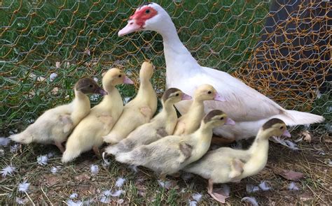 Muscovy For Sale Ducks Breed Information Omlet
