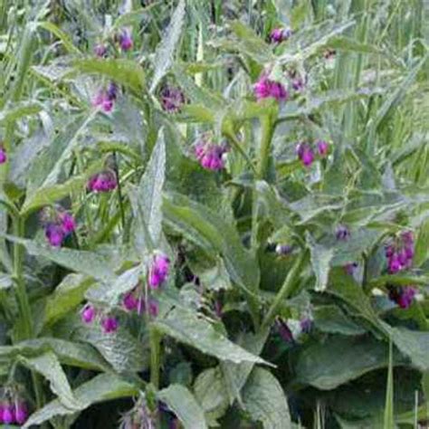 Comfrey does not accumulate a lot of nutrients but that is not the only benefit attributed to this plant. Comfrey Seed - Buy Comfrey Herb Seed From Outsidepride