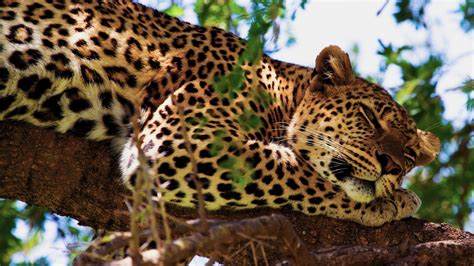 46 African Wildlife Desktop Wallpapers Wallpapersafari