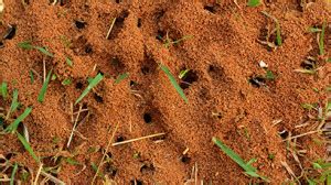 We are loyal to nu way as they are loyal to us. Ant Control Services | Fire Ant Removal San Antonio, TX