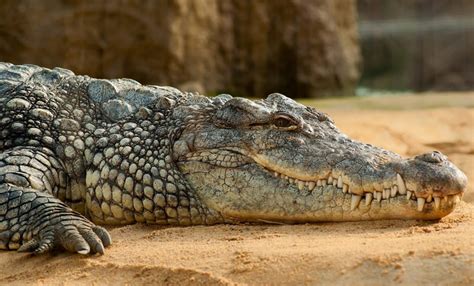 Гребнистый крокодил фото описание ареал рацион враги популяция