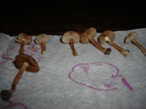 Id Request 2 Types Of Michigan Mushrooms Mushroom Hunting And