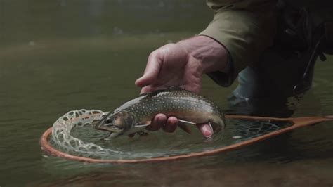 Fly Fishing For Wild Trout Youtube