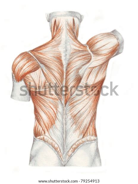 Human Anatomy Muscles Back Stock Illustration 79254913