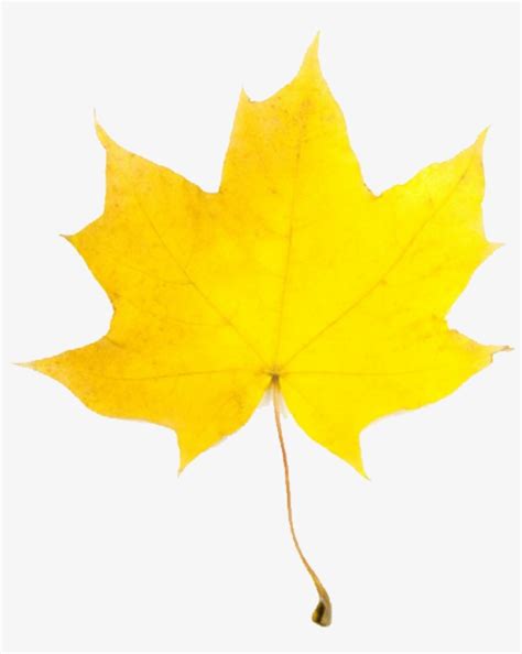 Leafs Falling Png Yellow Fall Leaf Clip Art 600x600 Png Download