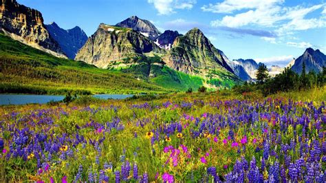 Mountain Flower In Colorado Blue And Purple Flowers Of Lupine River