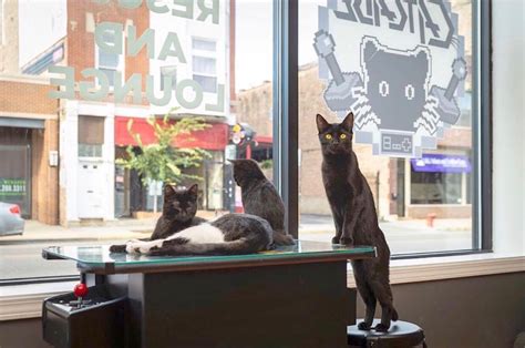 Some are more of a coffee shop format, while some, like cat'fe, are located in adoption clinics. Adopt a Furrever Friend at a Cat Cafe in Chicago | UrbanMatter