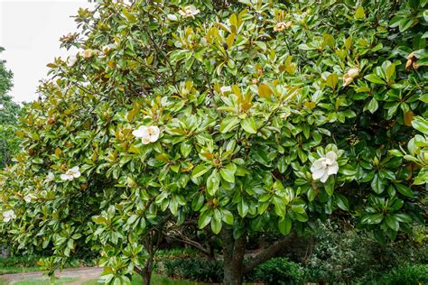 How To Grow Magnolia Grandiflora Southern Magnolia Trees