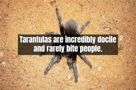 17 Scary Facts About Tarantula Klykercom