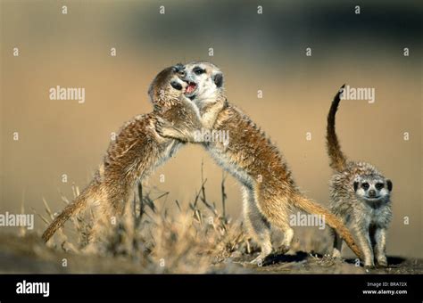 Meerkats Hugging Hi Res Stock Photography And Images Alamy
