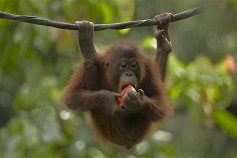 Orangutan Pongo Pygmaeus Young Eating Photograph By Tim Fitzharris