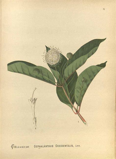 Cephalanthus Occidentalis L Millspaugh Cf Medicinal Plants Vol 1