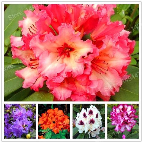 Check spelling or type a new query. 200pcs/bag Rare Azalea Seeds rhododendron azalea seeds ...