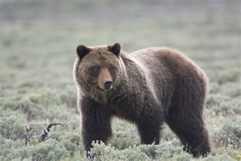 Yellowstone Grizzlies Delisted After More Than 40 Years Sporting