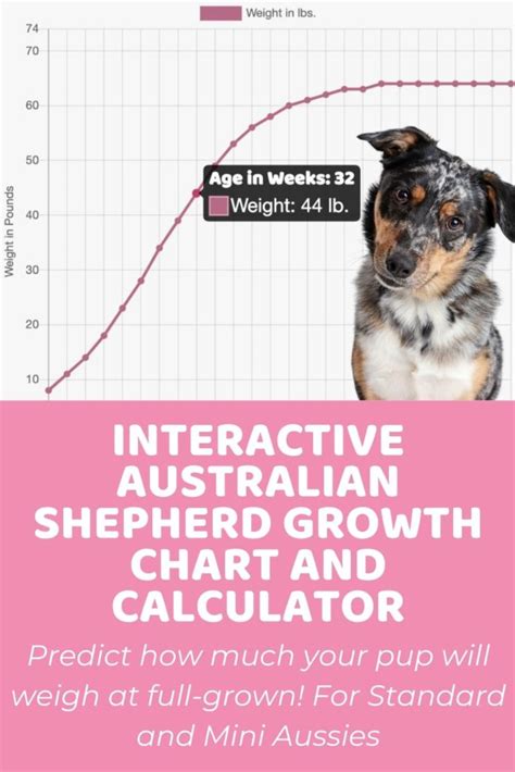 Australian Shepherd Size Guide How Big Do These Dogs Get