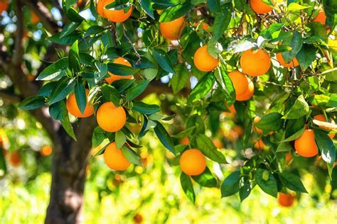Arboles Frutales En Macetas Naranjo En Maceta — Plantamus Vivero Online