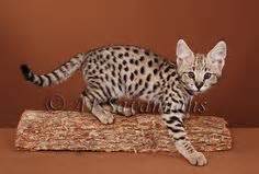 Savannah stern kitty bella + suggest. 12 F1 Savannah ideas | cats and kittens, serval cats, cats
