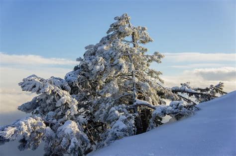 Pine Trees And Mountains Stock Photo Image Of Forest 78923866