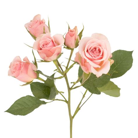 Free Delivery Premium Peach Spray Roses Flowers Near Me Magnaflor