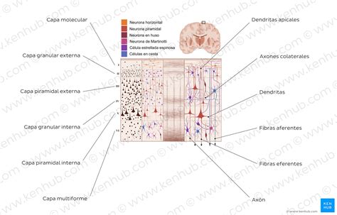 Histología De La Neurona Estructura Tipos Función Kenhub