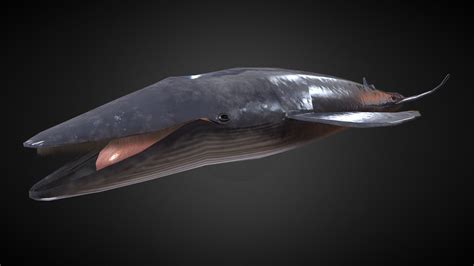 blue whale rigged buy royalty free 3d model by armored interactive ychiang6 [6abc9ef
