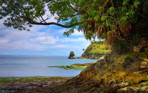 Photography Landscape Nature Beach Trees Shrubs Rocks Sea