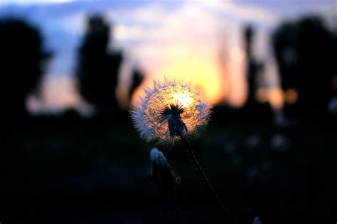 Free Images Nature Silhouette Light Sunset Night Dandelion