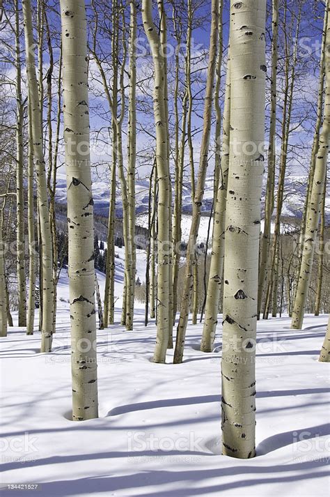 Use them in commercial designs under lifetime, perpetual & worldwide rights. Colorado Aspen Trees In Winter Stock Photo - Download ...