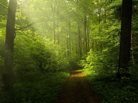 Green Forest Wallpaper 4k Woods Trails Pathway Sun Rays