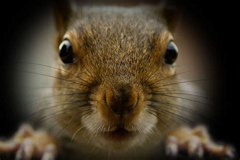 This Is How The Squirrel Should Look On A Close Up Hahaha Its
