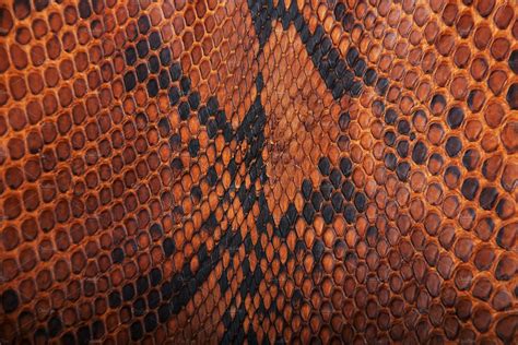 Brown Snake Skin Pattern Featuring Snake Skin And Pattern Abstract