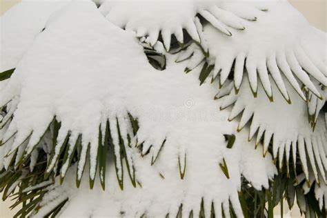 Tropical Palm Covered By Snow Stock Image Image Of Cold Snowstorm